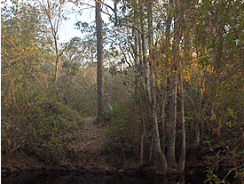 Vegetation Photo